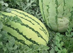 四川吃瓜群众吃瓜视频,揭秘吃瓜视频背后的麻辣生活