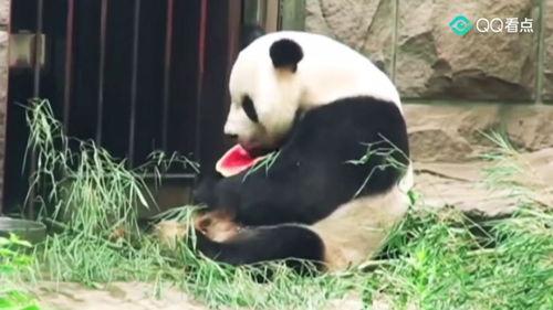 吃瓜群众微胖图片,趣味横生的日常瞬间