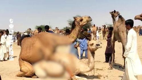 大型耍猴现场的吃瓜群众,围观群众热议，揭秘猴戏背后的故事