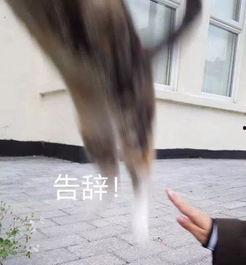 吃瓜群众突然变成主角,从旁观者到主角的华丽转身